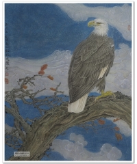 ֣·Ѹ����ӥ���ƺ���ɫ��2012007����Ʒ 
